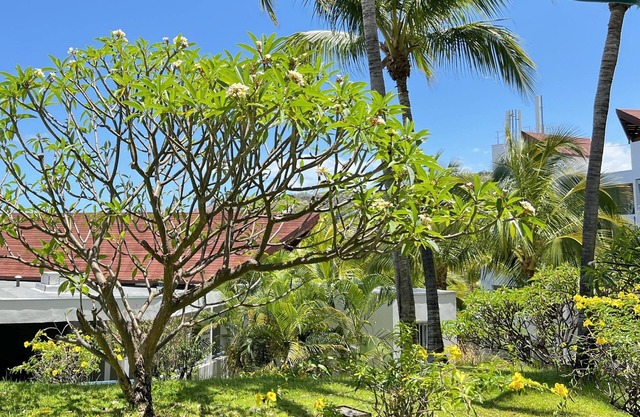 Appartement T2 Le Letchi 44 m2 Saint Gilles - Boucan Canot à 300m de la Plage