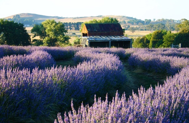 Ashburton Lavender Farm Stay