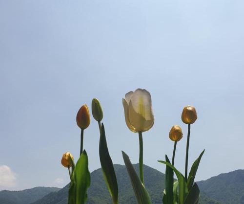B&B Tulipano