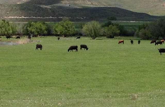Beautiful and private guest ranch house on Clear Creek with Mountain views