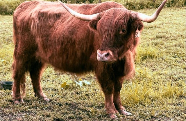 Beautiful Home Overlooking Highland Cow Farm/Near Pittsburgh