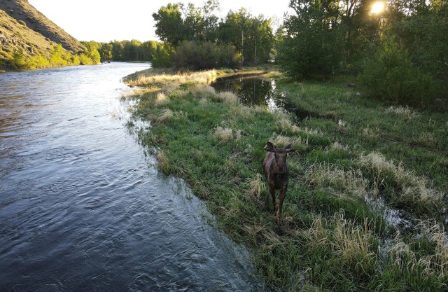 Big Hole Riverfront Retreat – A Secluded Fishing Paradise with 4 Cabins