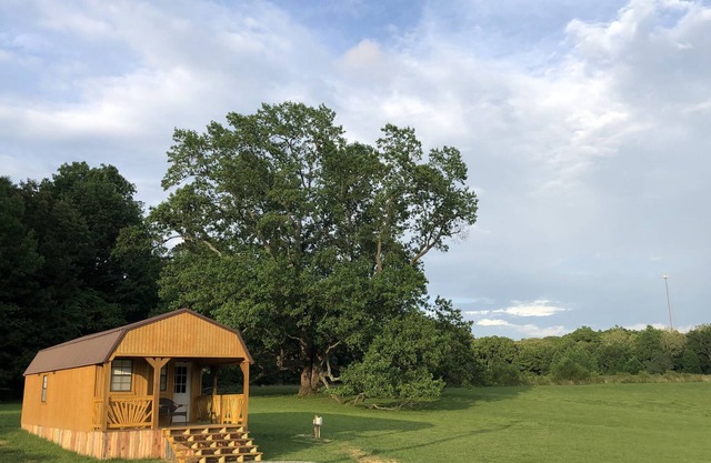 Big Tree Little Cabin
