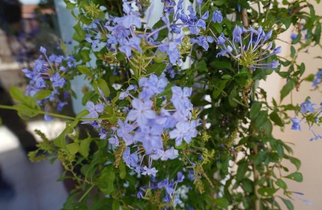 Blue Jasmine