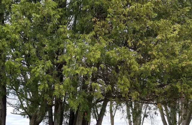 Bobcaygeon Waterfront Access Big Lot