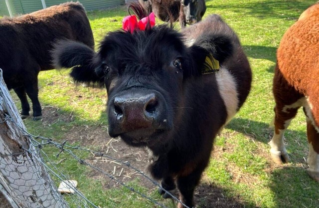 Butterbox Farm