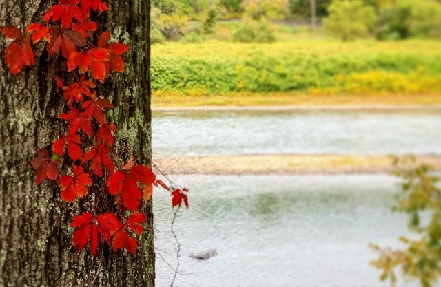 Cottage on Delaware River-1/2 mile walk to town