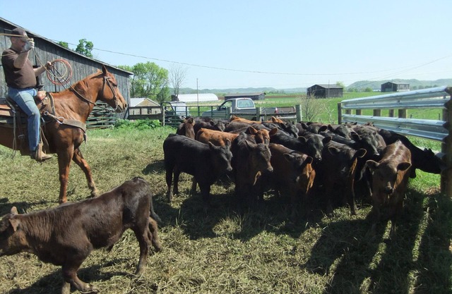 Country Cottage, Travel the Bourbon Trail and Historic Sites