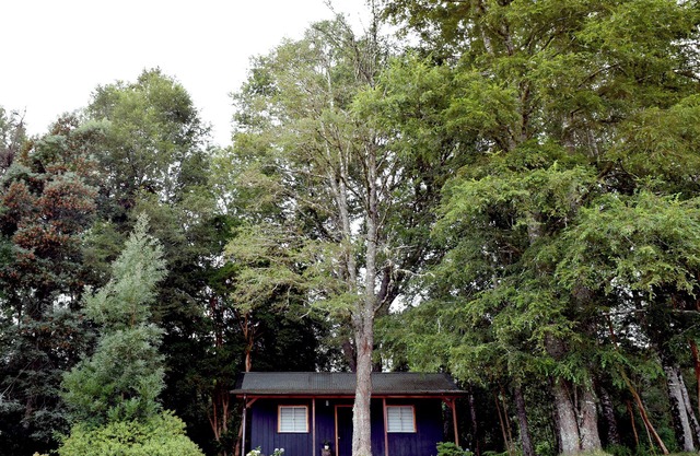 Cozy cabin nestled in the Valdivian Forest