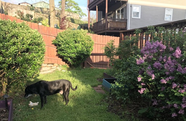 Cute Summerhill Home with Lots of Light and fenced yard.
