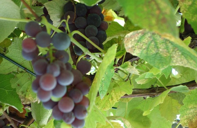 Das Weinberghaus