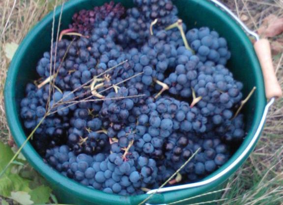 Domaine de Nidolères