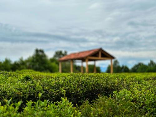 Eco-friendly Guesthouse Gezruli- 25 km from Chiatura