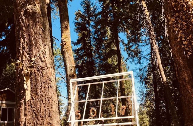 Even your dog feels Oregonian at Rosie Ranch!