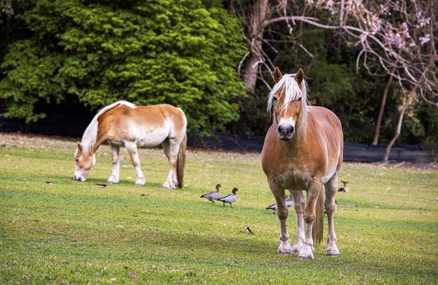 FEED THE ANIMALS! Coastal Farm Stay - just off M1- whole house 4U alone