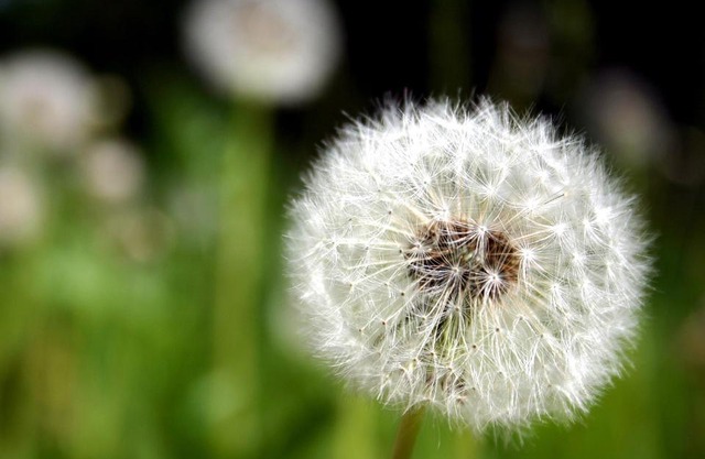 Ferienwohnung Pusteblume