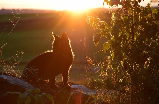 Ferienwohnung Sonnenaufgang