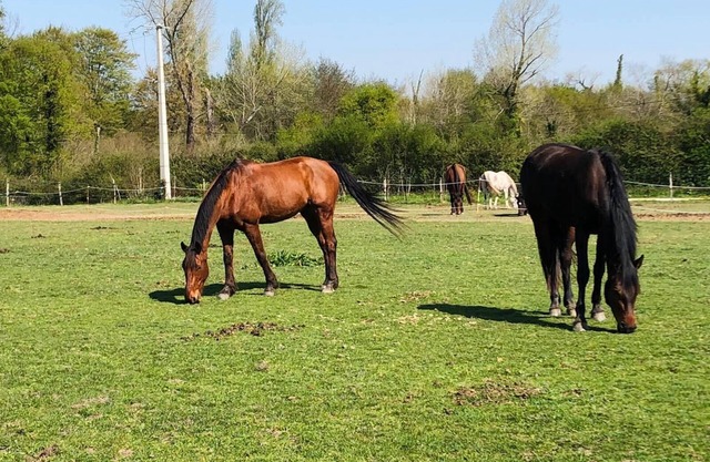 Gîte du Haras de Lolivier