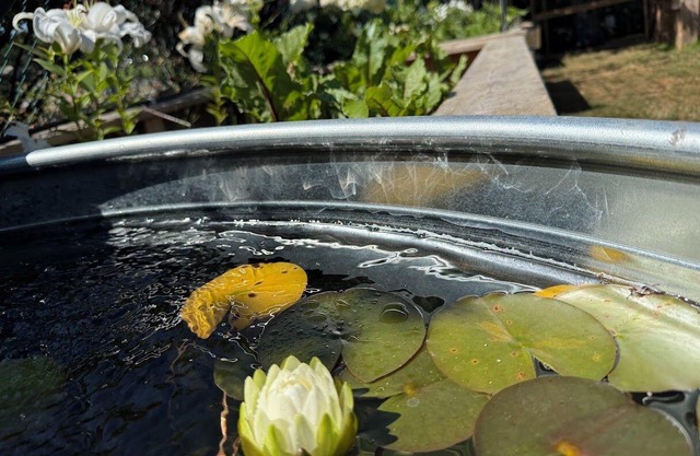 Garden Cottage & Bunkie @ Horner Park