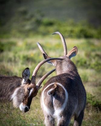 Garden Route Safari Camp