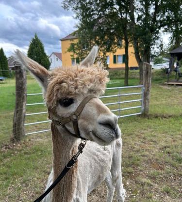 Gelbes Haus Seenland Ferienwohnungen XL