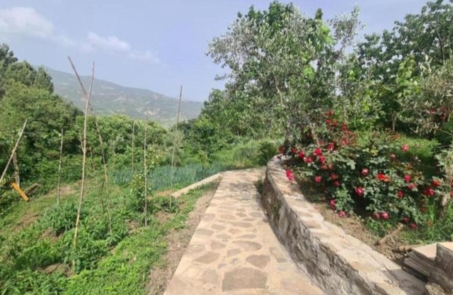 Gest House Felau