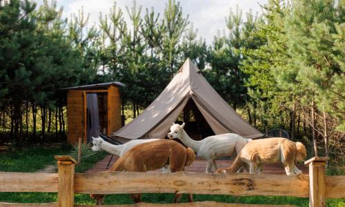 Glamping - Projekt Alpaka
