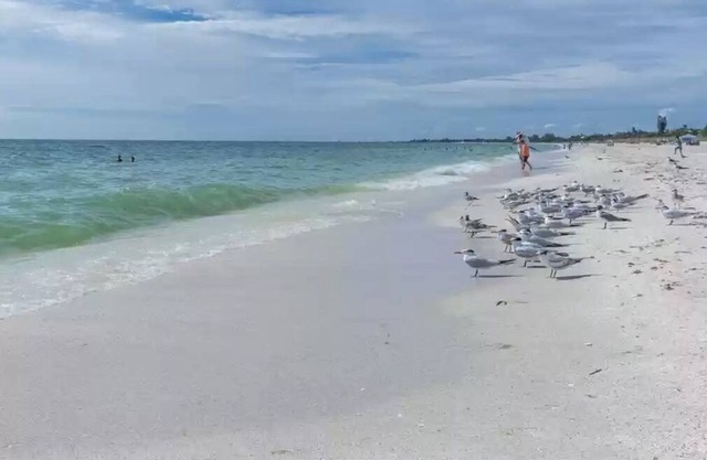 Gulf breezes in 2 bedroom tropical oasis - 10 min from beach!