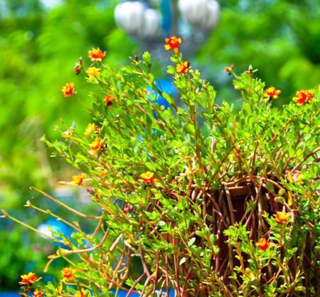 HaiAn Xian Homestay