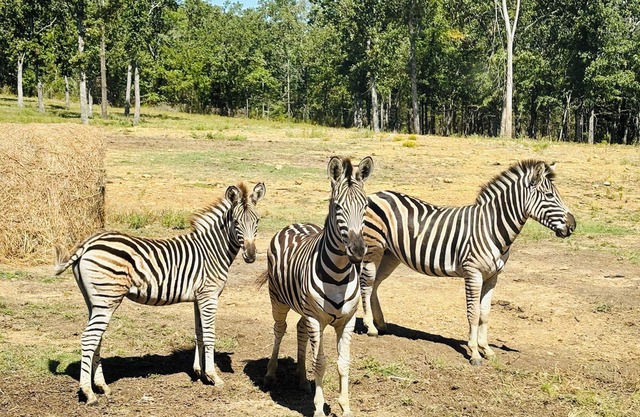 Hickory Ridge Cabin - Lemurs, Zebras, Hot Tub, Hiking