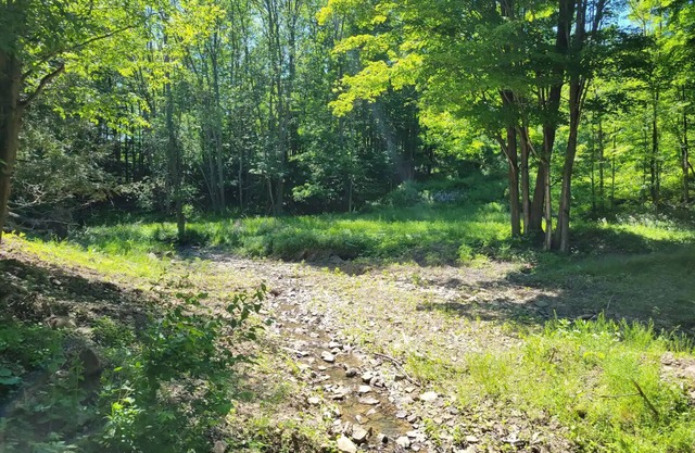 Home in the Woods
