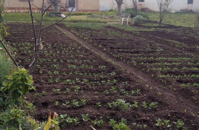 House in Bouskoura with garden