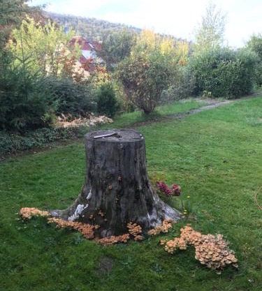 Idyllische Wohnung mitten in der Natur „ Haus Magnolia „