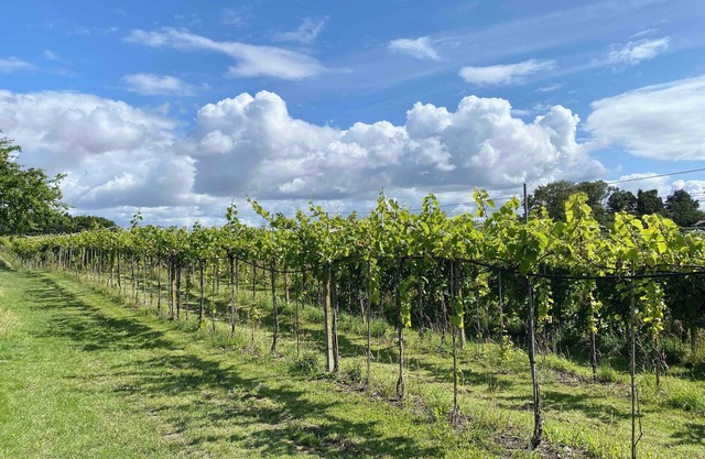 Italien vinyard feeling close to Karrebæksminde