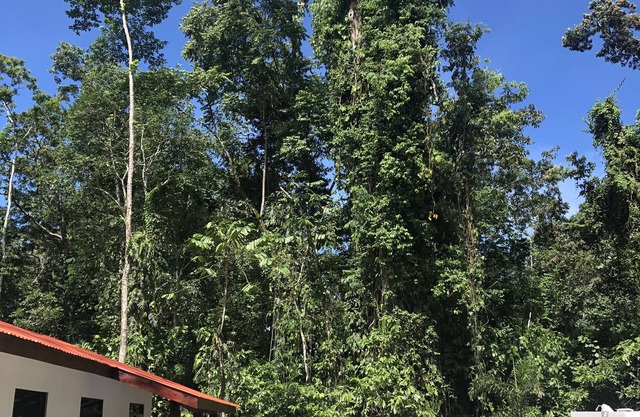 Jungle Oasis - Brand New Retreat !