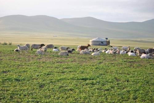 Khustai Nomad Family Stay