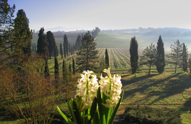 LA CASALTA- GIRASOLE Apartment - In the green heart of Tuscany