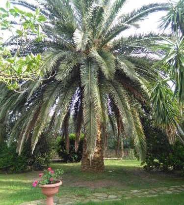 La Palma