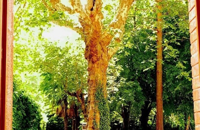 La Scierie