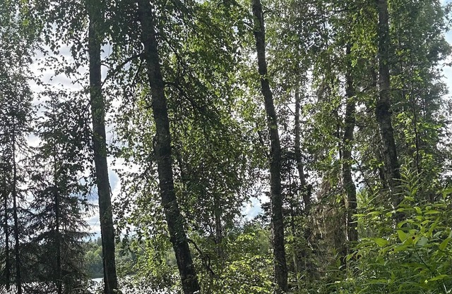 Lakeside cabin with WiFi in Talkeetna. Canoe launch, float, banya.