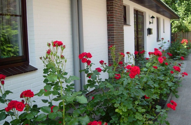 Large apartment in nearby dike for 4 people with swimming pool in the house.