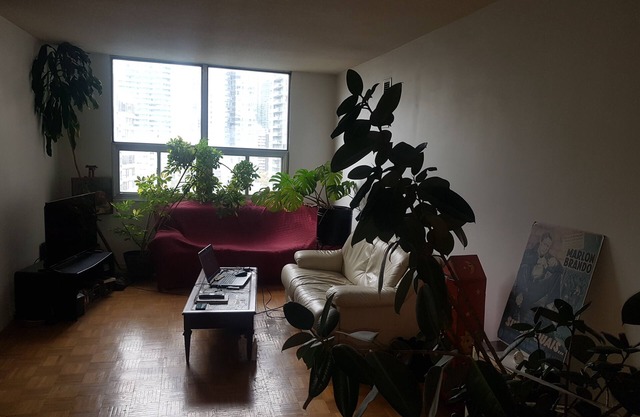 Large, bright apartment downtown near Maple Leaf Gardens. Pet-Friendly