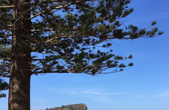 Location, location: Renovated studio 600m to Avalon surf beach & shops