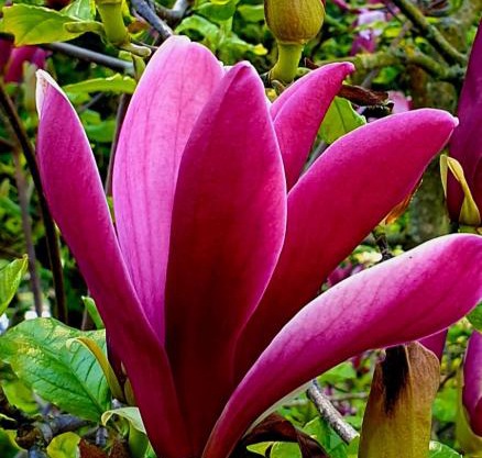 Magnolija
