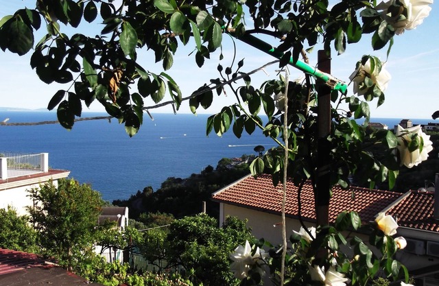 mimosas at the beginning of the Amalfi coast
