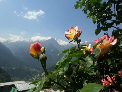 Mountain View guesthouses &cafe