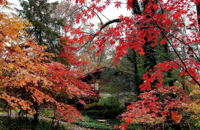 NATURE LOVERS WOODLAND RETREAT - TOWSON MD