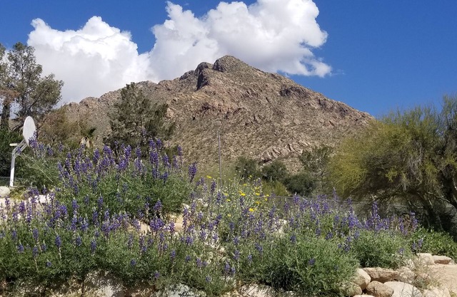 Oro Valley Guest house - Oracle/Magee Close to Everything! Hiking/Golf/Swimming