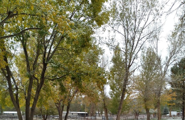 Park your RV in a 1 acre yard where mule deer and wild turkeys roam daily.