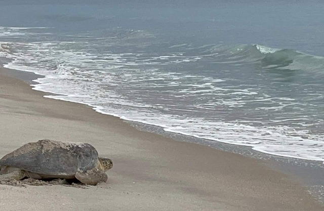Peaceful Retreat on the Treasure Coast. Come stay a week or months!